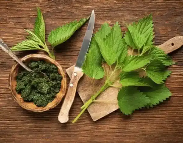 herbs and leaves