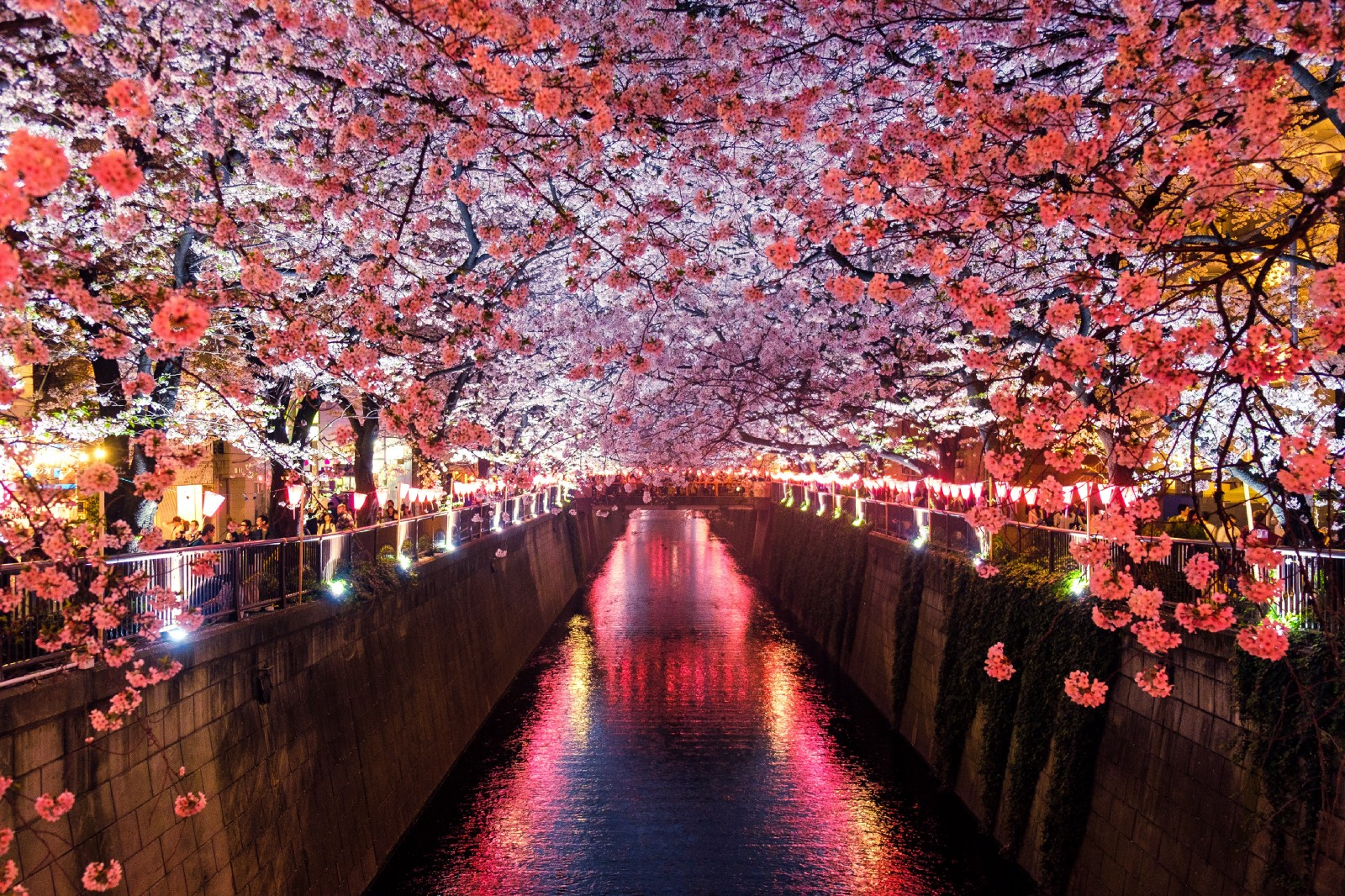 Cherry Blossoms in Tokyo, photo via Japan Wireless