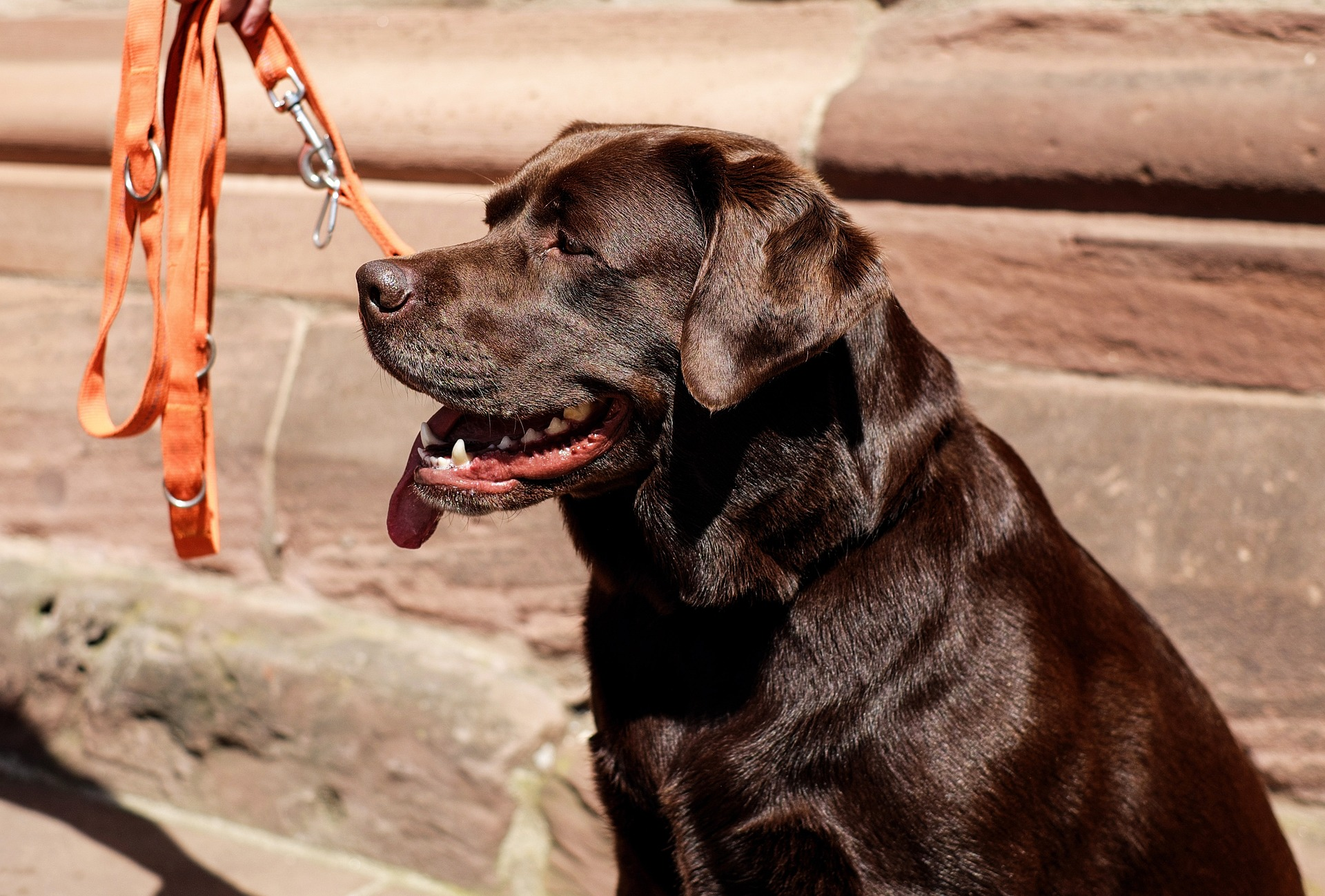Are labs good guard dogs under normal circumstances?