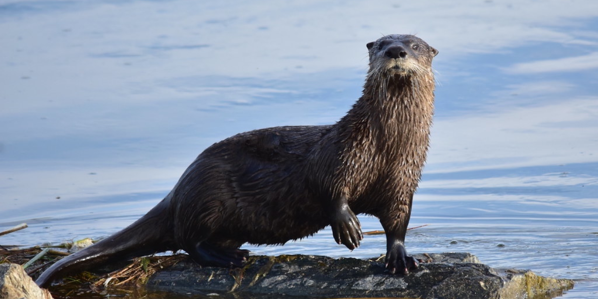 interesting animals in iowa