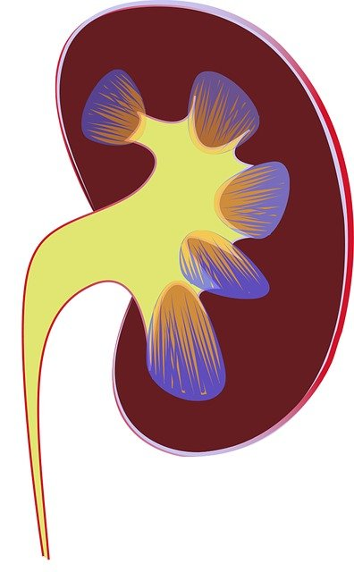 kidney, renal, medical illustration