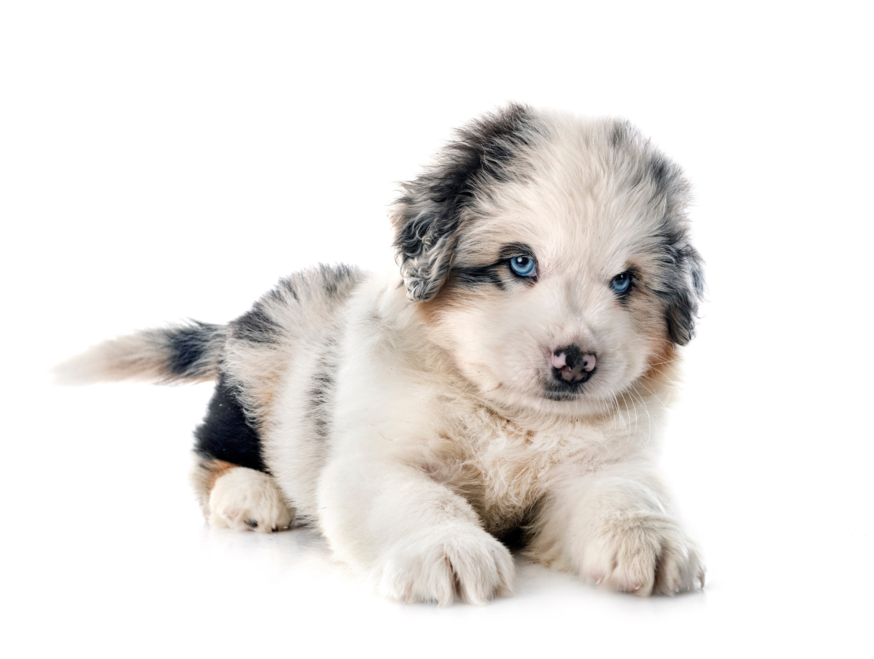 Minishepard Miniature American Shepherd - FurLyfe!