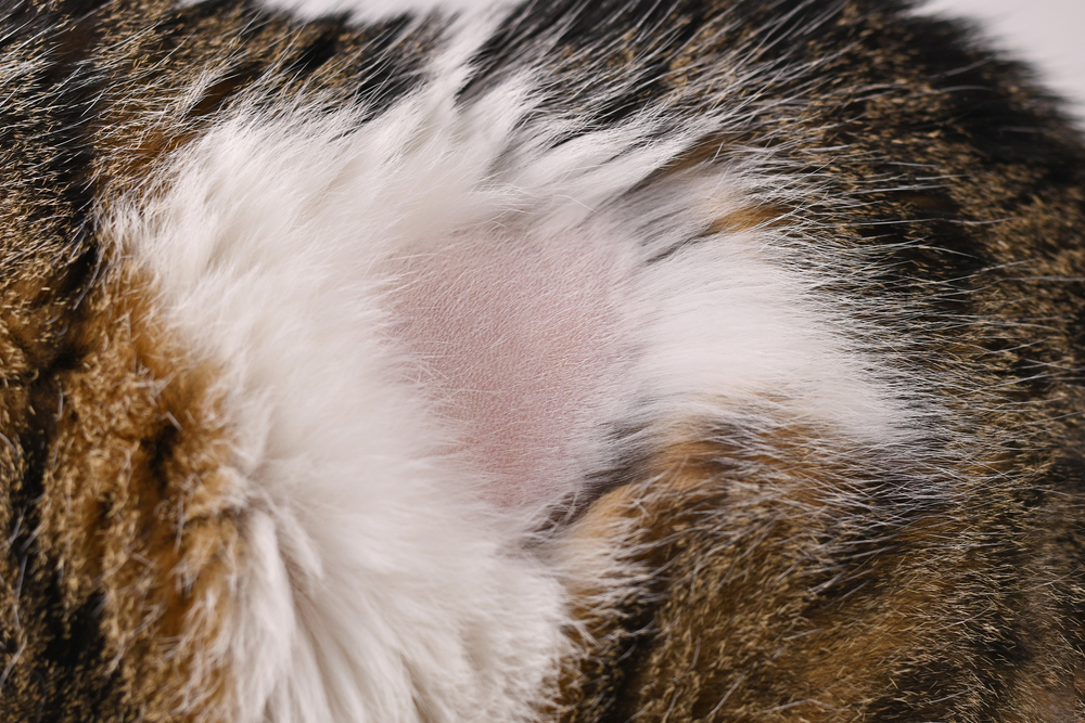 Haarausfall bei der Katze am Bauch
