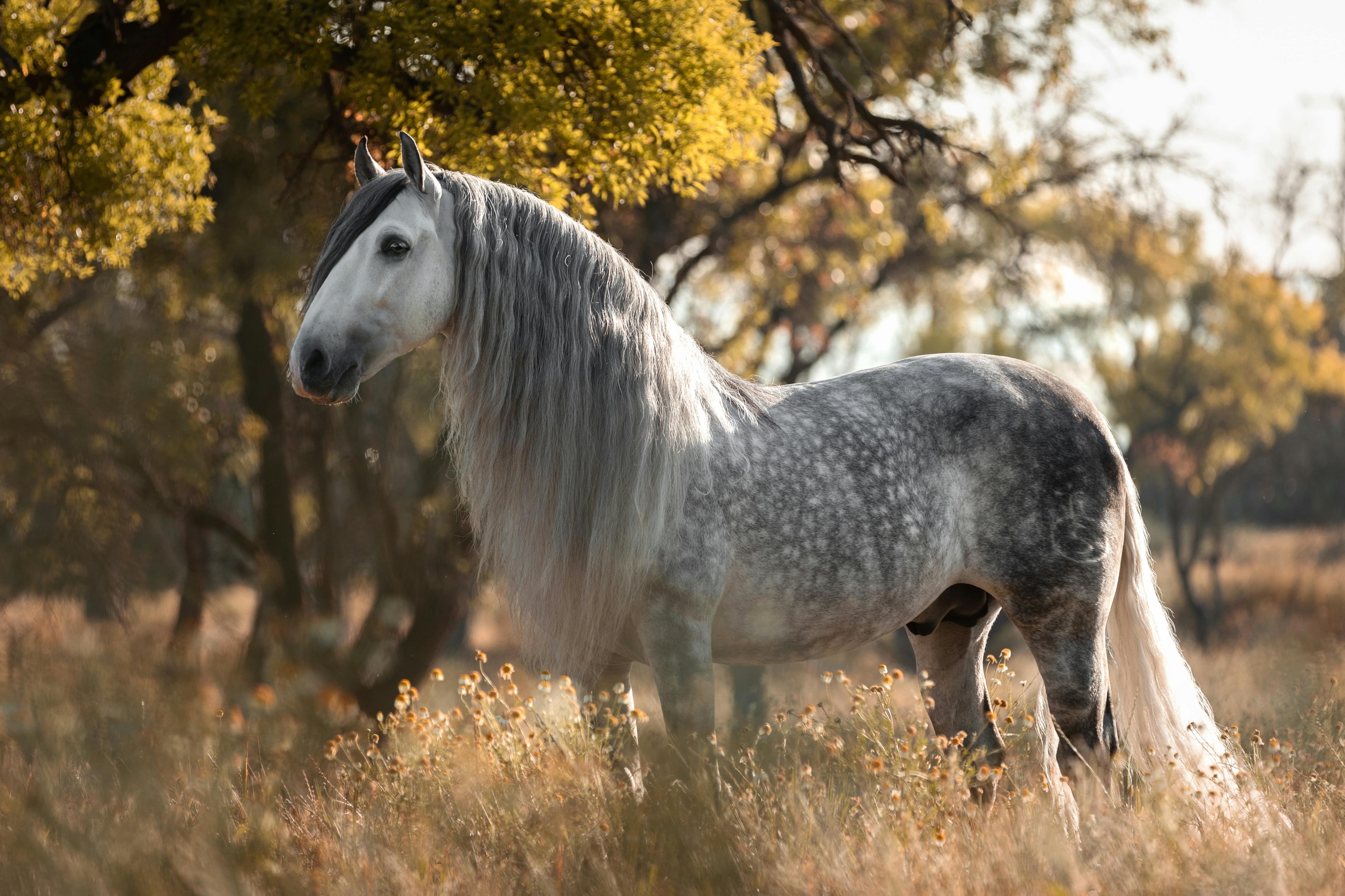 Stunning Andalusian horse..