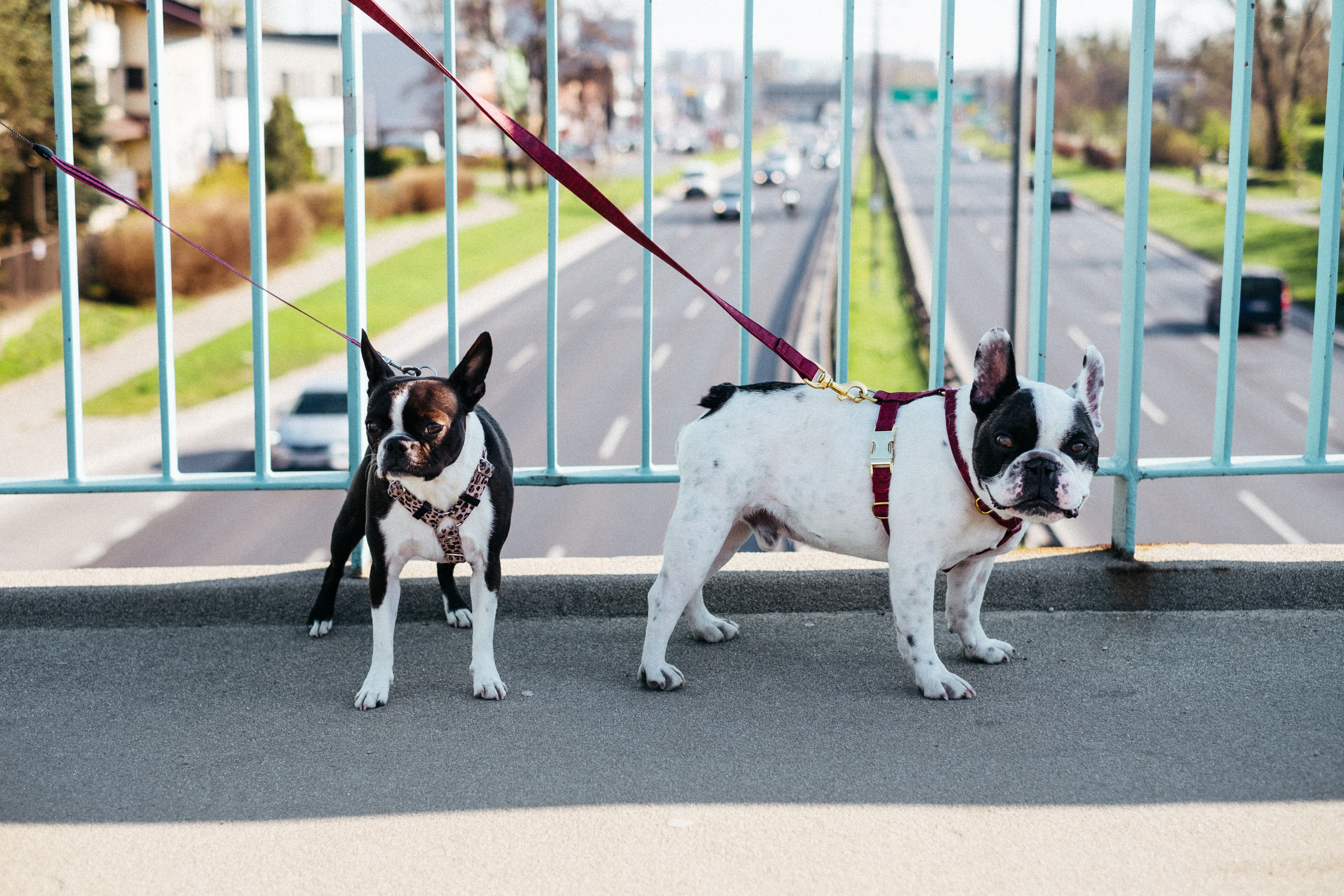 Two Boston Terrier on leash