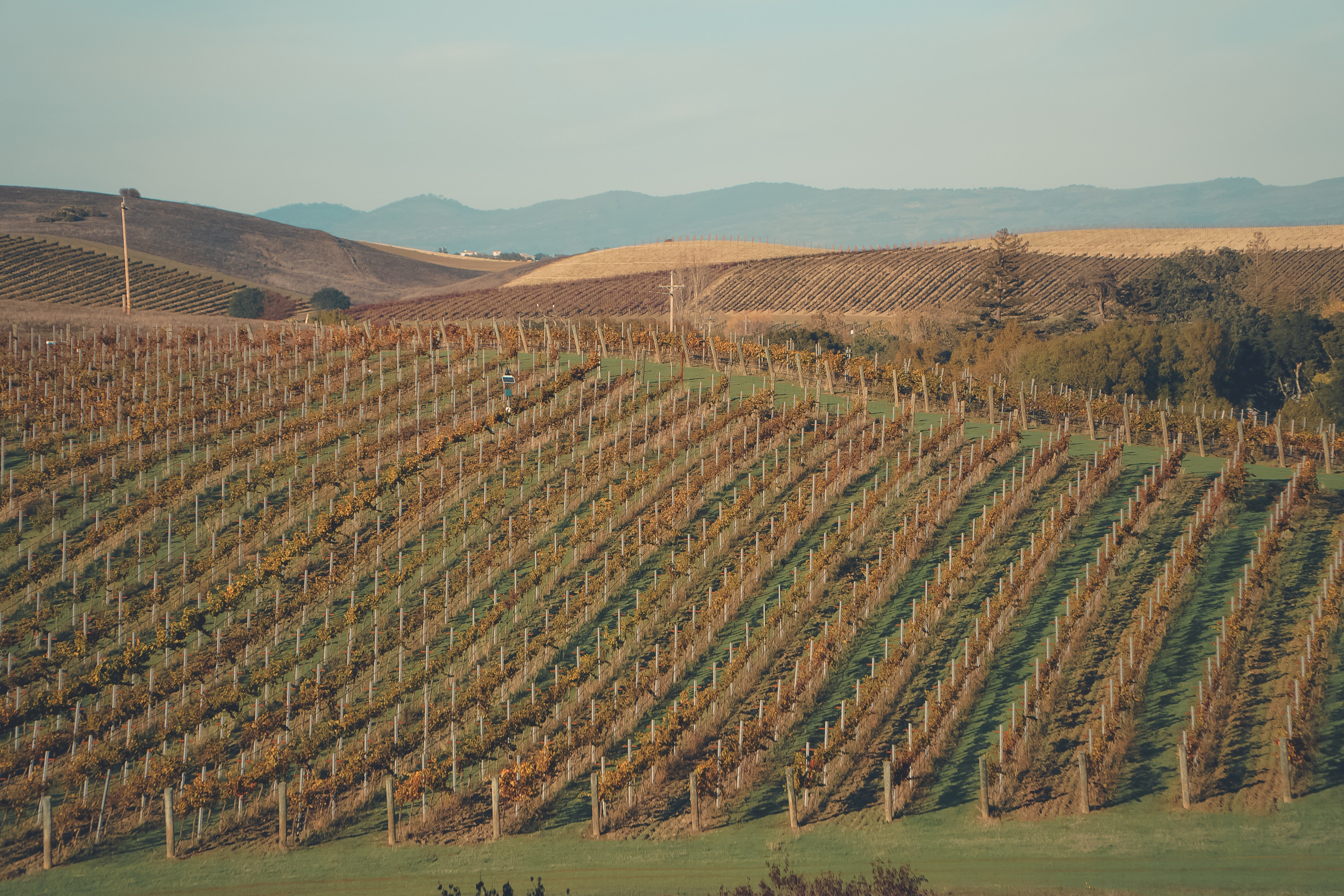 Vineyards in Yountville, CA