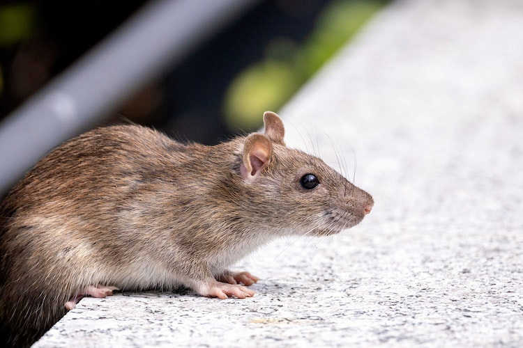Pasadena, CA is home to both brown and black rat populations