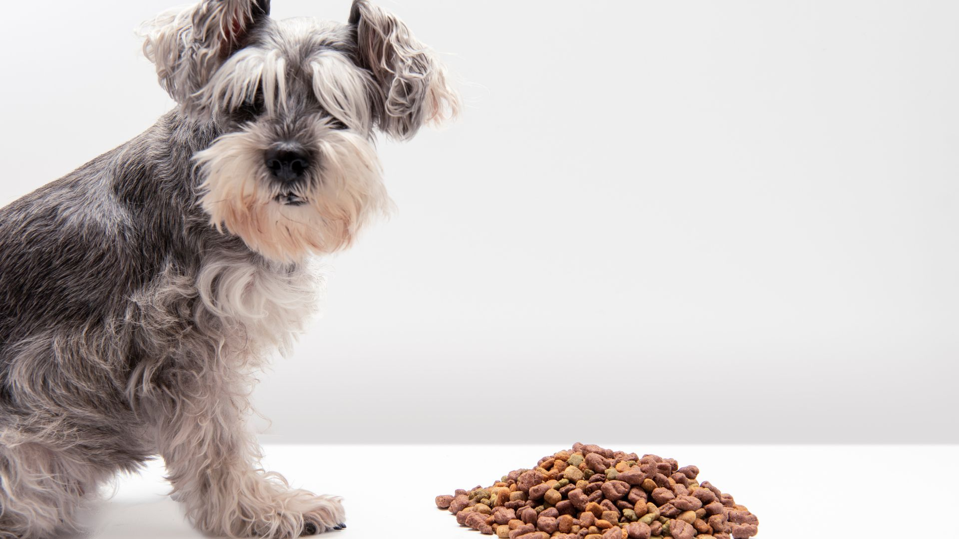 An image of a dog with pet food on the floor, which a fly might feed on.