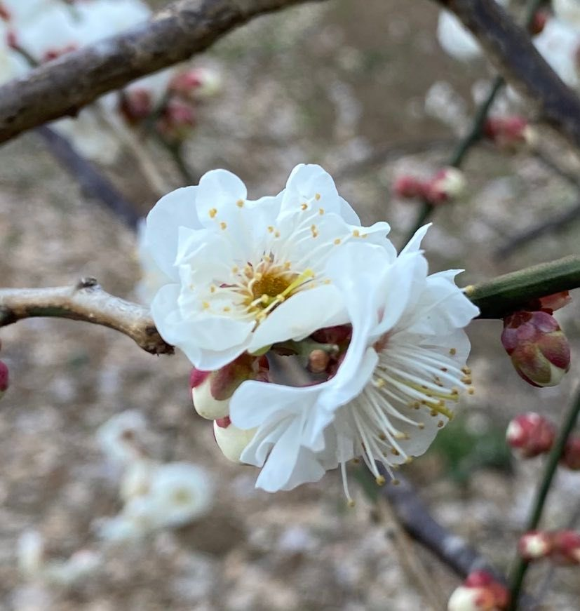 Plum Blossoms in Kairakuen Main Garden