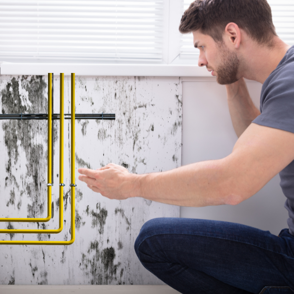 An image showing mold growth on a wall with a person inspecting it.