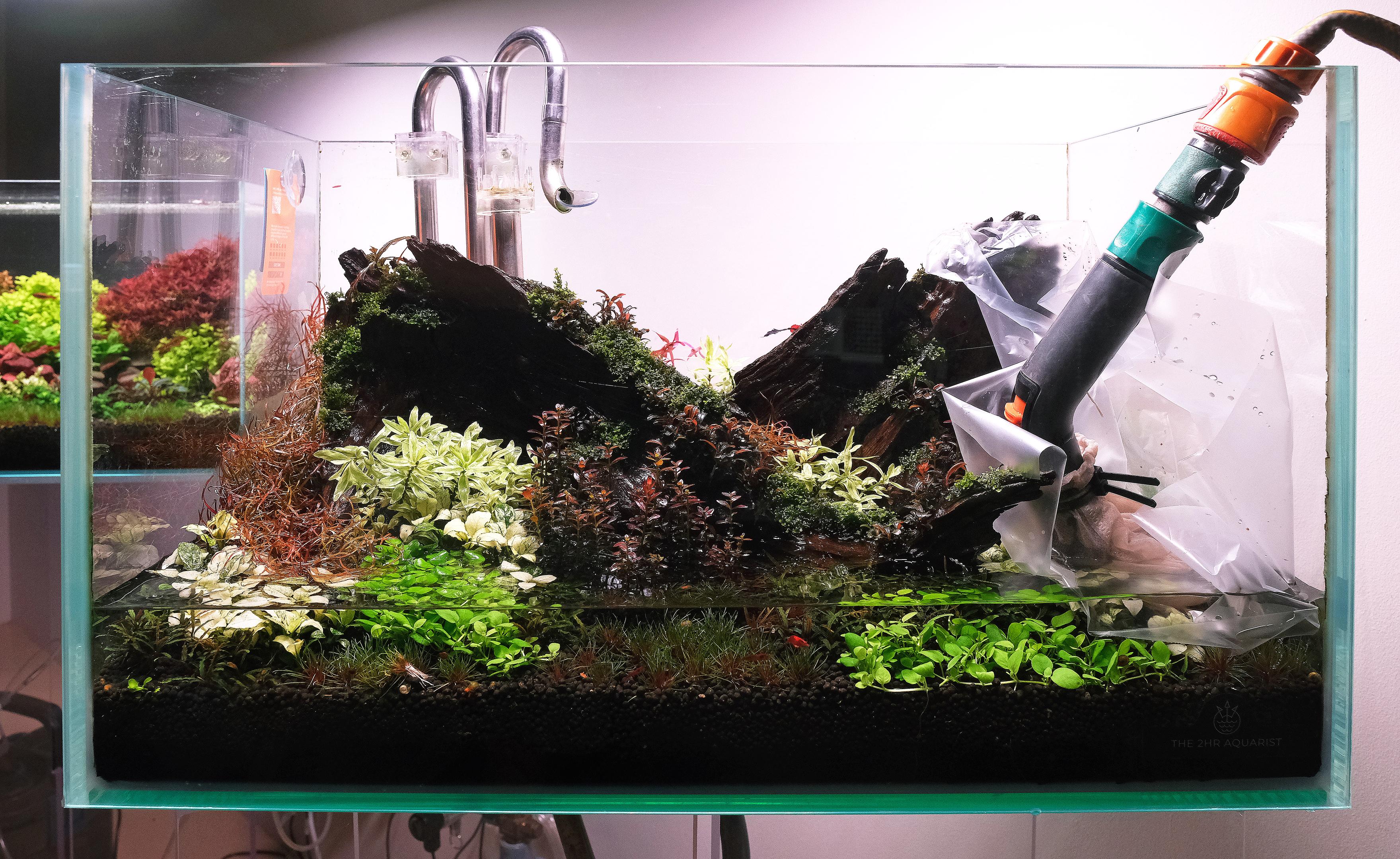100% water change if possible