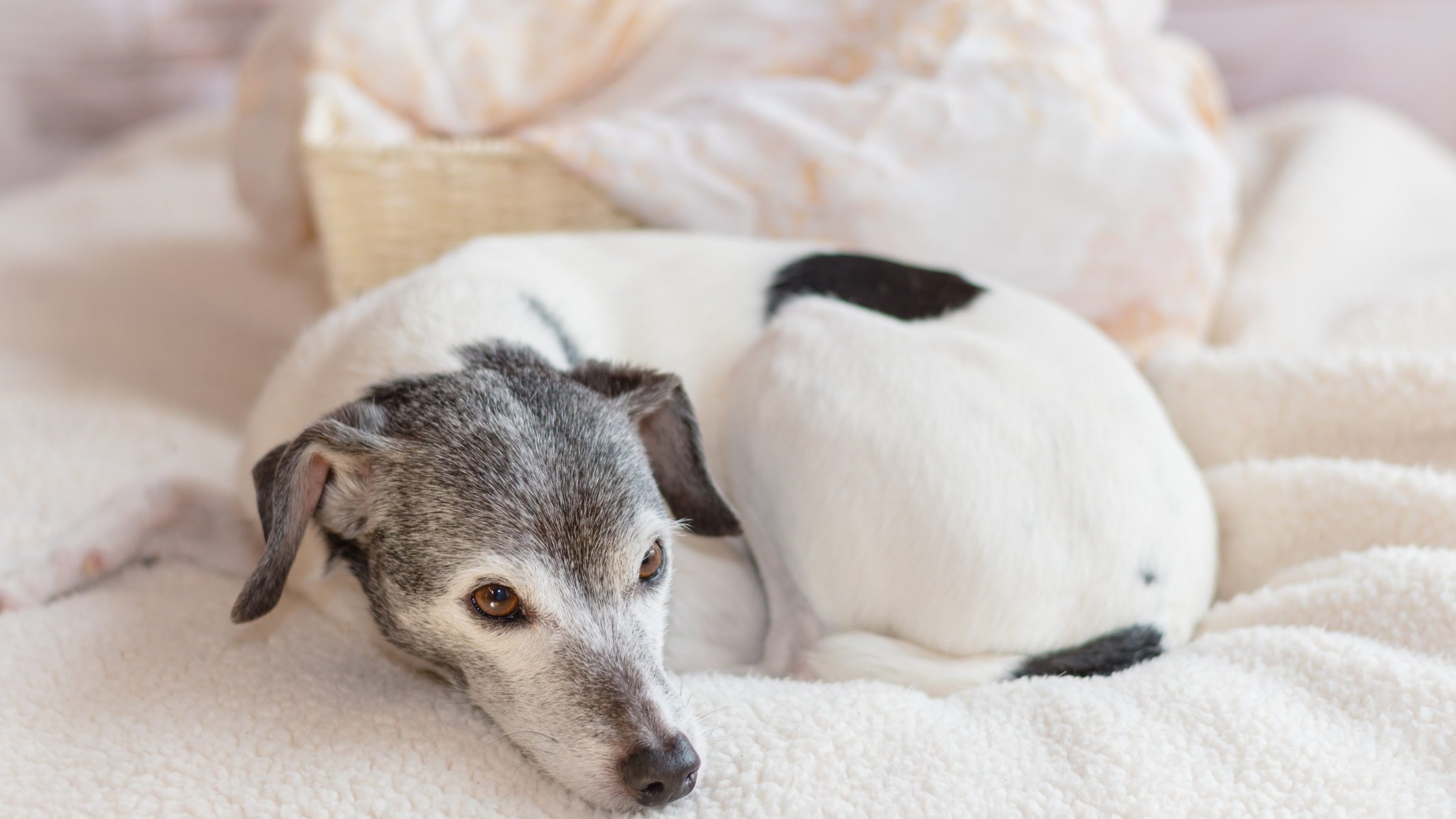  A cute Rat Terrier laying in a bed