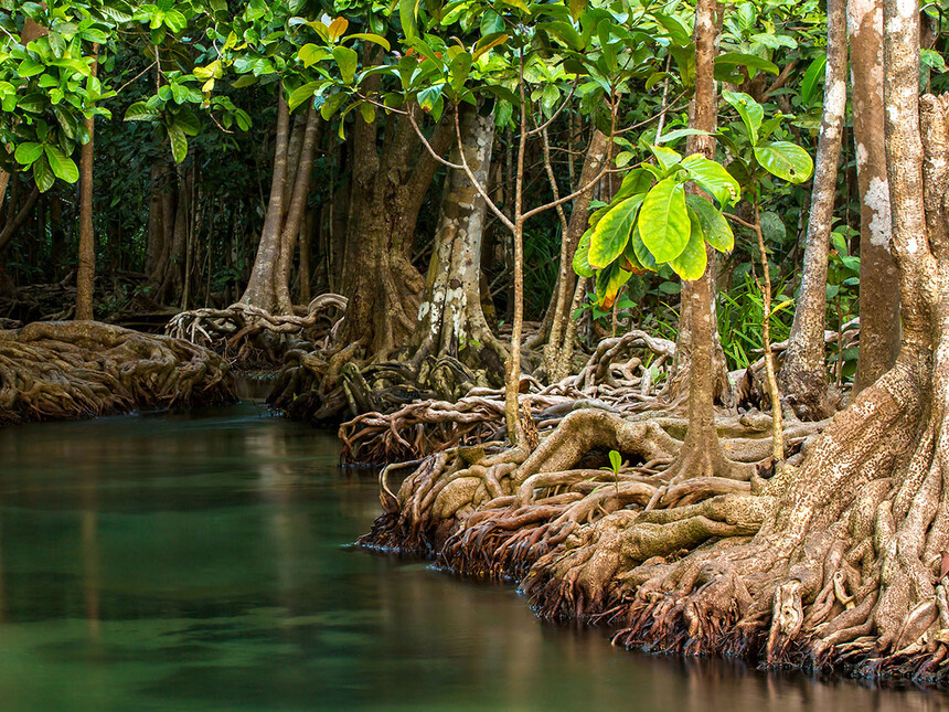 mangroves, mangroves in everglades