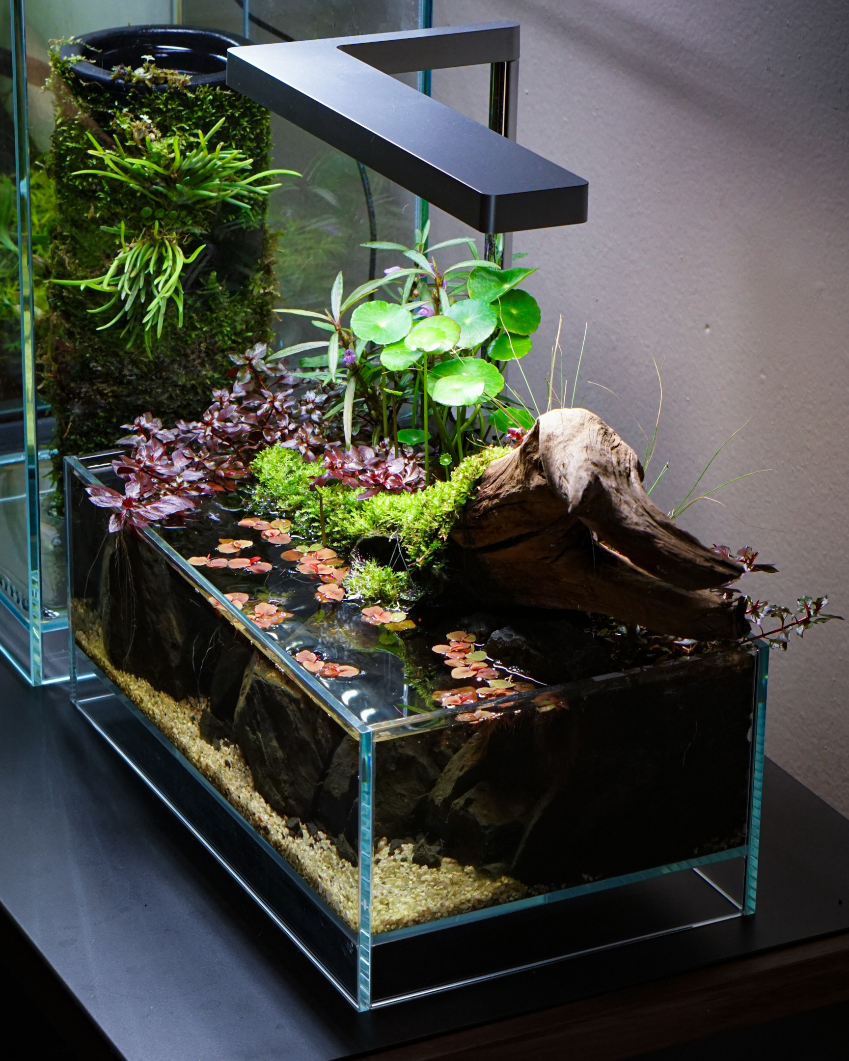 aquascape with driftwood