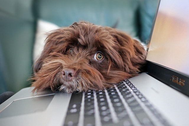 A brown dog leaning on a laptop representing keeping up your digital writing practice.