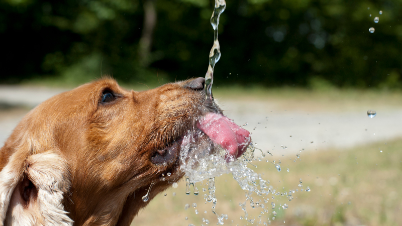 69a43434 1040 4d72 9186 49173b719a99 Dog Not Drinking Water (All the Possible Causes & Solutions)