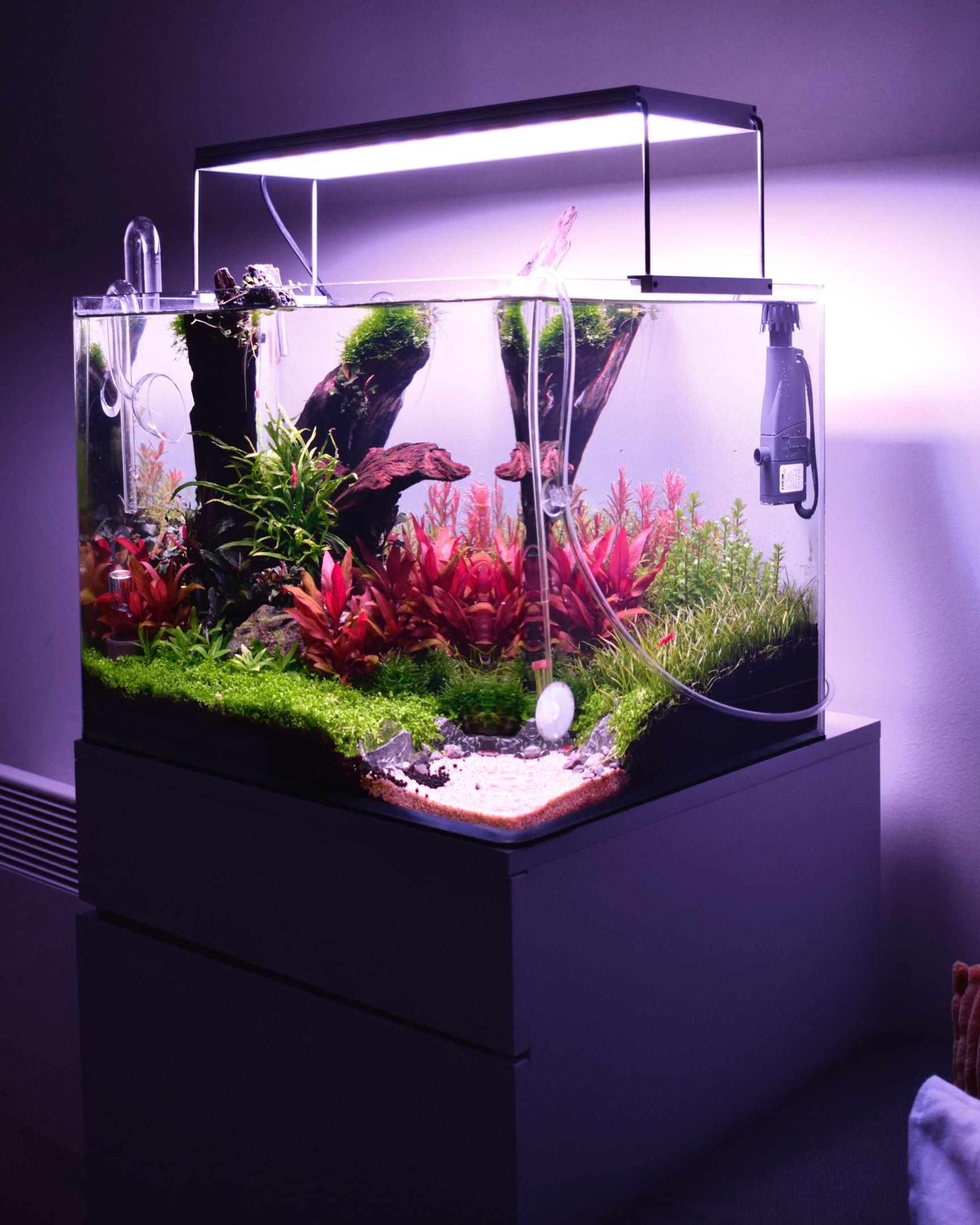 Lighting plays a vital role in maintaining a healthy aquatic environment