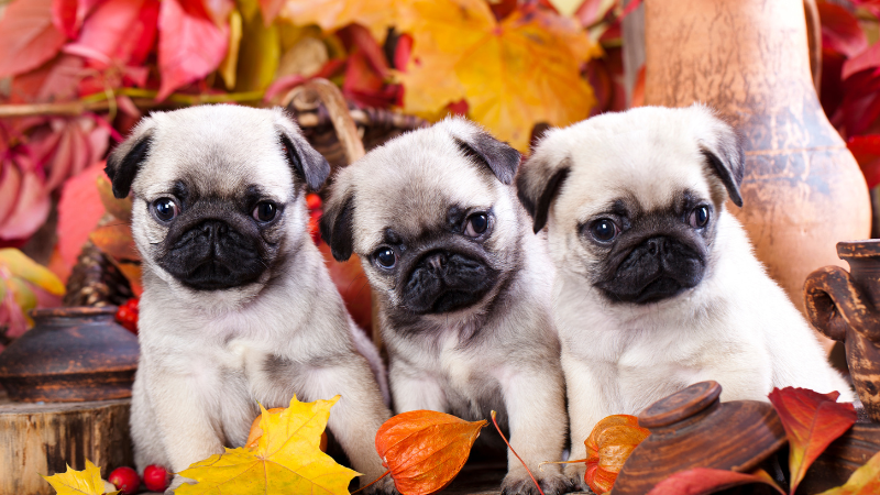 69afbc8a 68a5 4b0e 92ec 84b8ca023a2e Pug Colors Decoded: A Guide to the Rainbow of Pug Coats