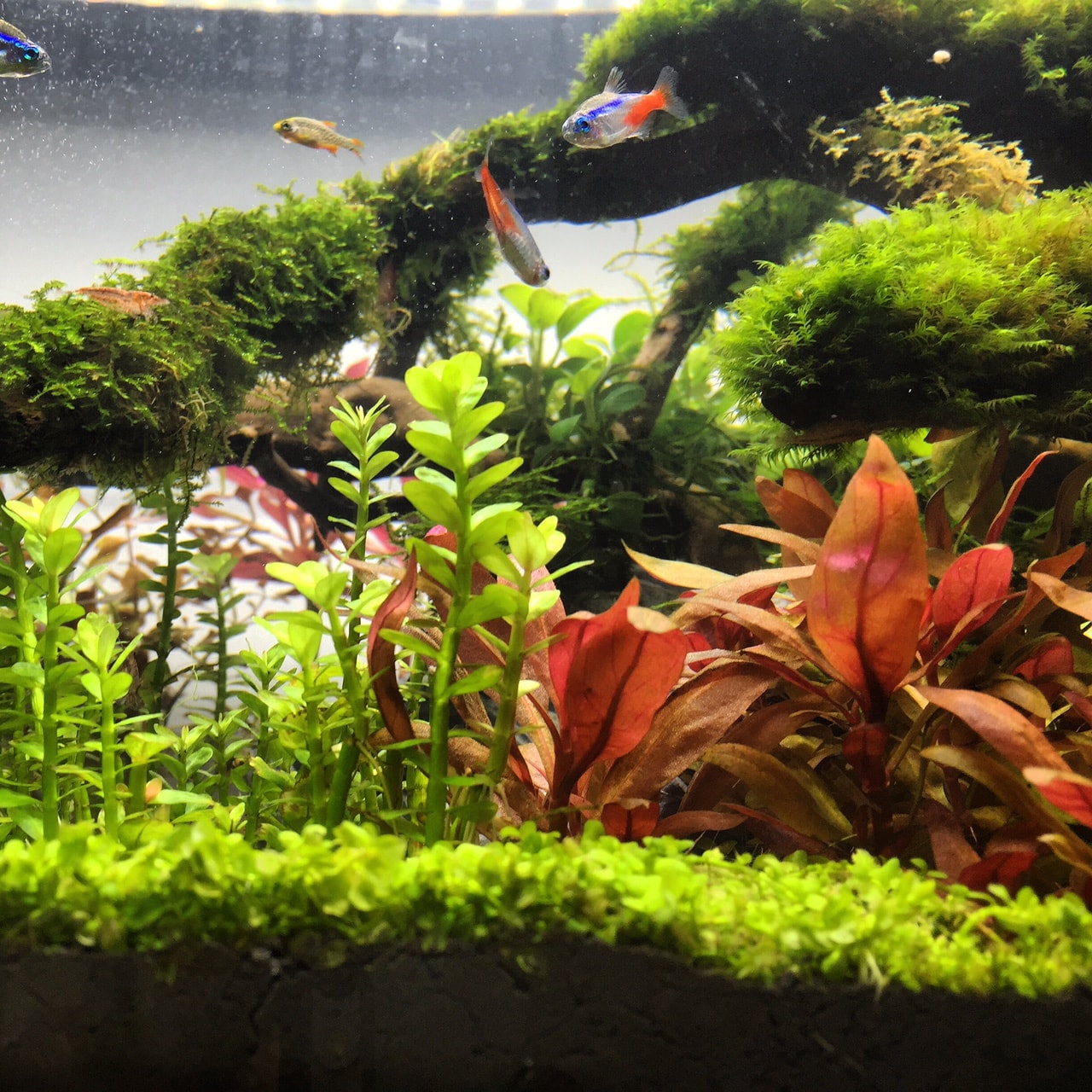 Thriving aquarium