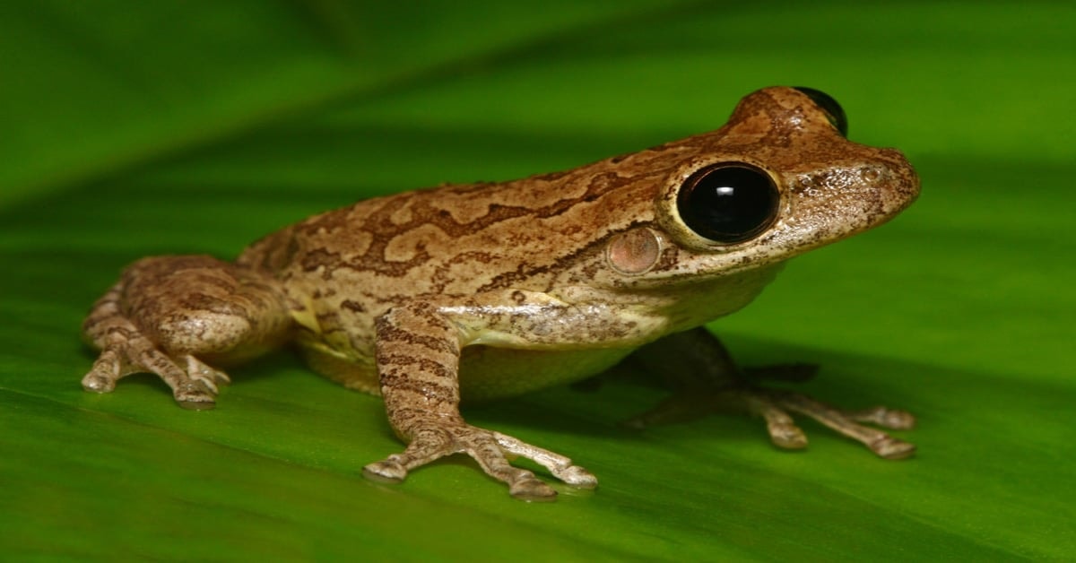 Invasive Cuban Tree Frog