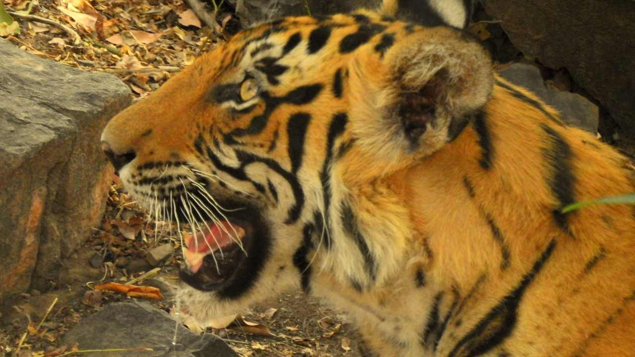 Ranthambhore, tiger, wild 