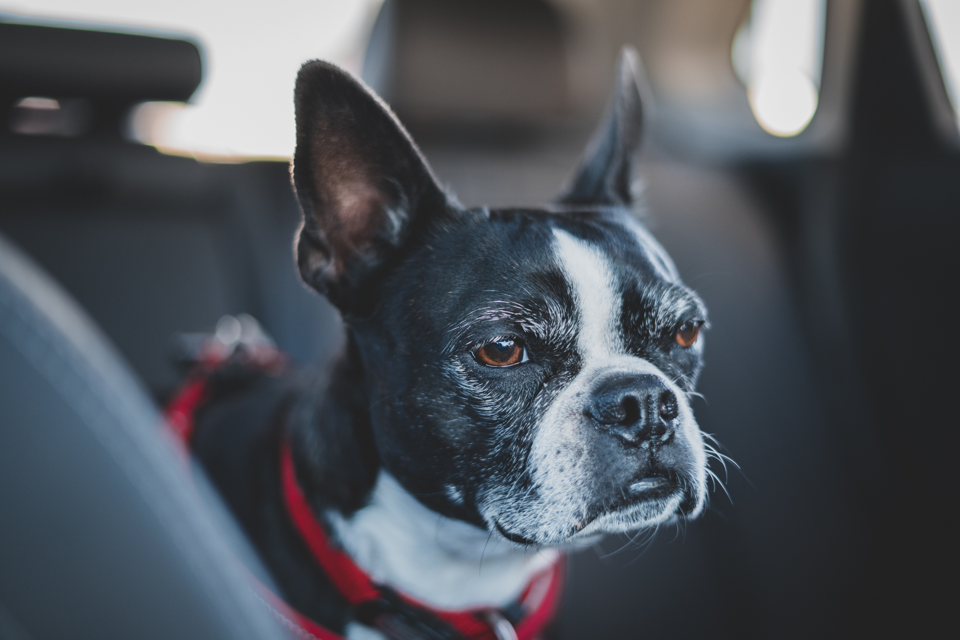 A Boston Terrier on a car ride.