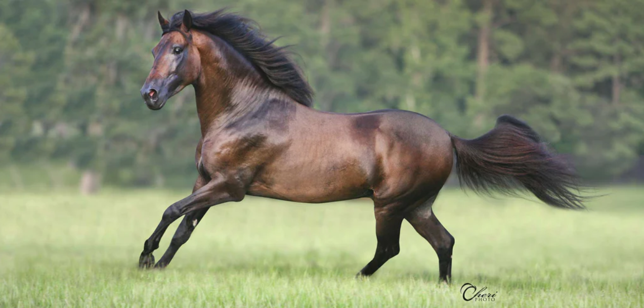 Dark brown Paso Fino running on a green pasture.