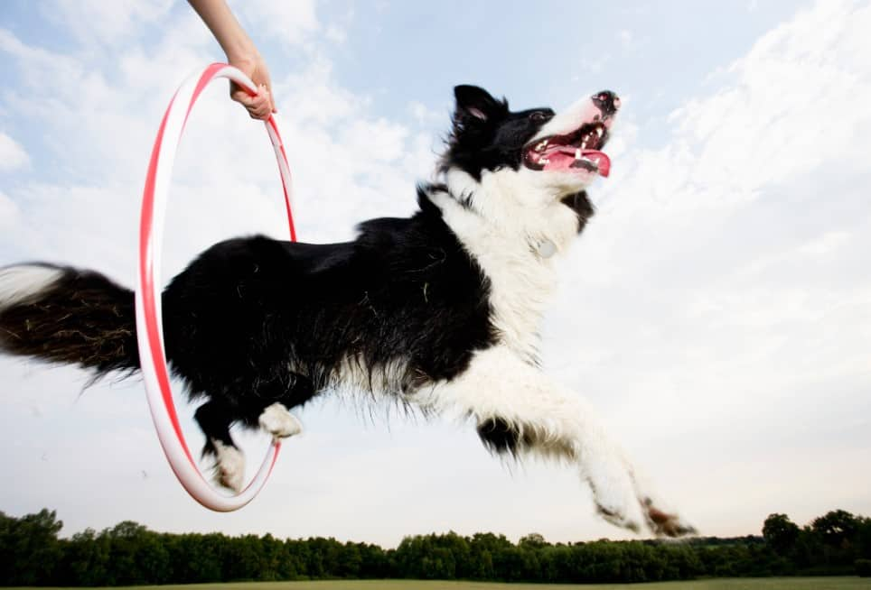 your first source of dog training equipment Australia