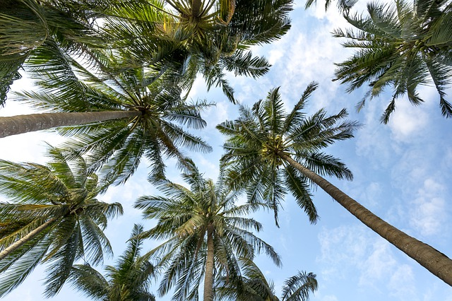 palm trees, coconut trees, tropical, palm tree captions