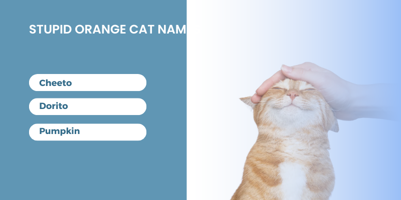 Stupid-Orange-Cat-Names