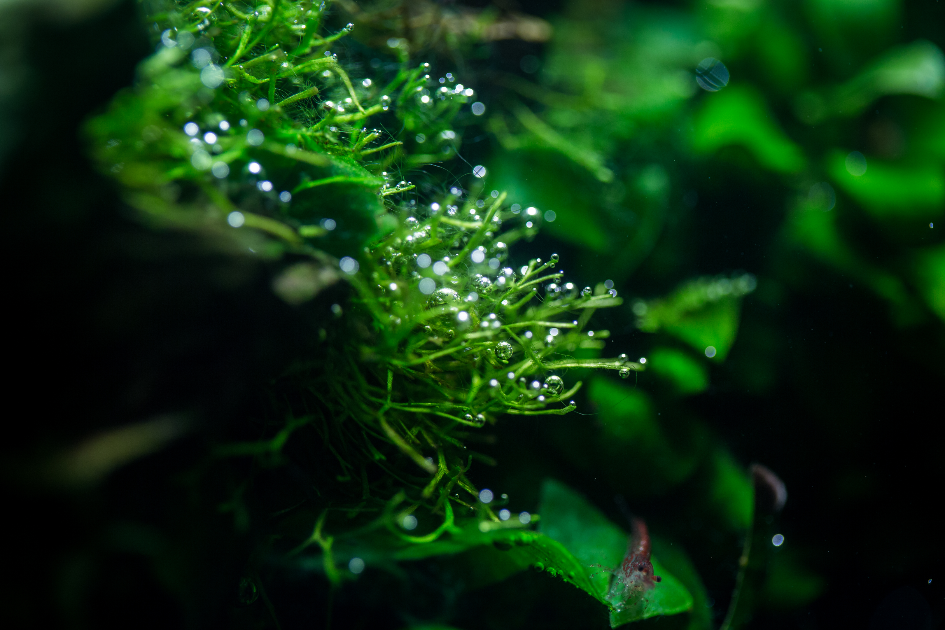 pearling aquarium moss