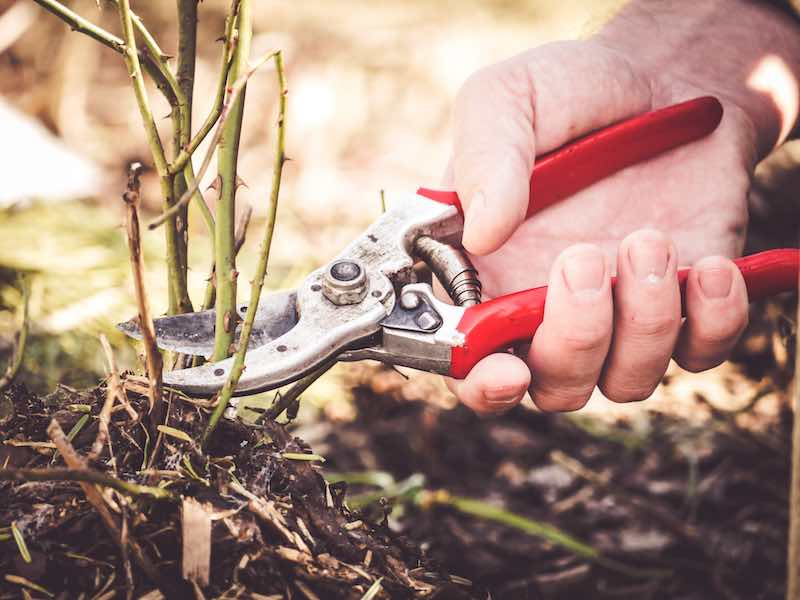 Safety tips when sharpening gardening shears