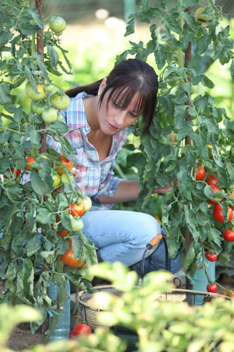 Indeterminant tomatoes can grow large