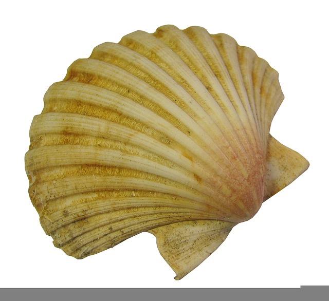 seashell, scallop, shell