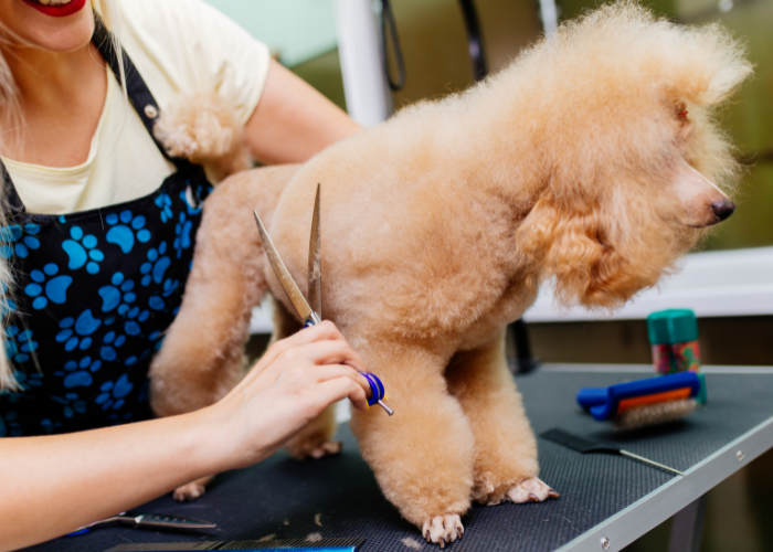 A picture of a person grooming a hypoallergenic dog