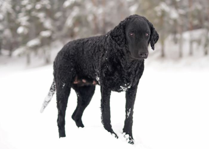 A black curly-coated retriever with a curly coat and a friendly expression.