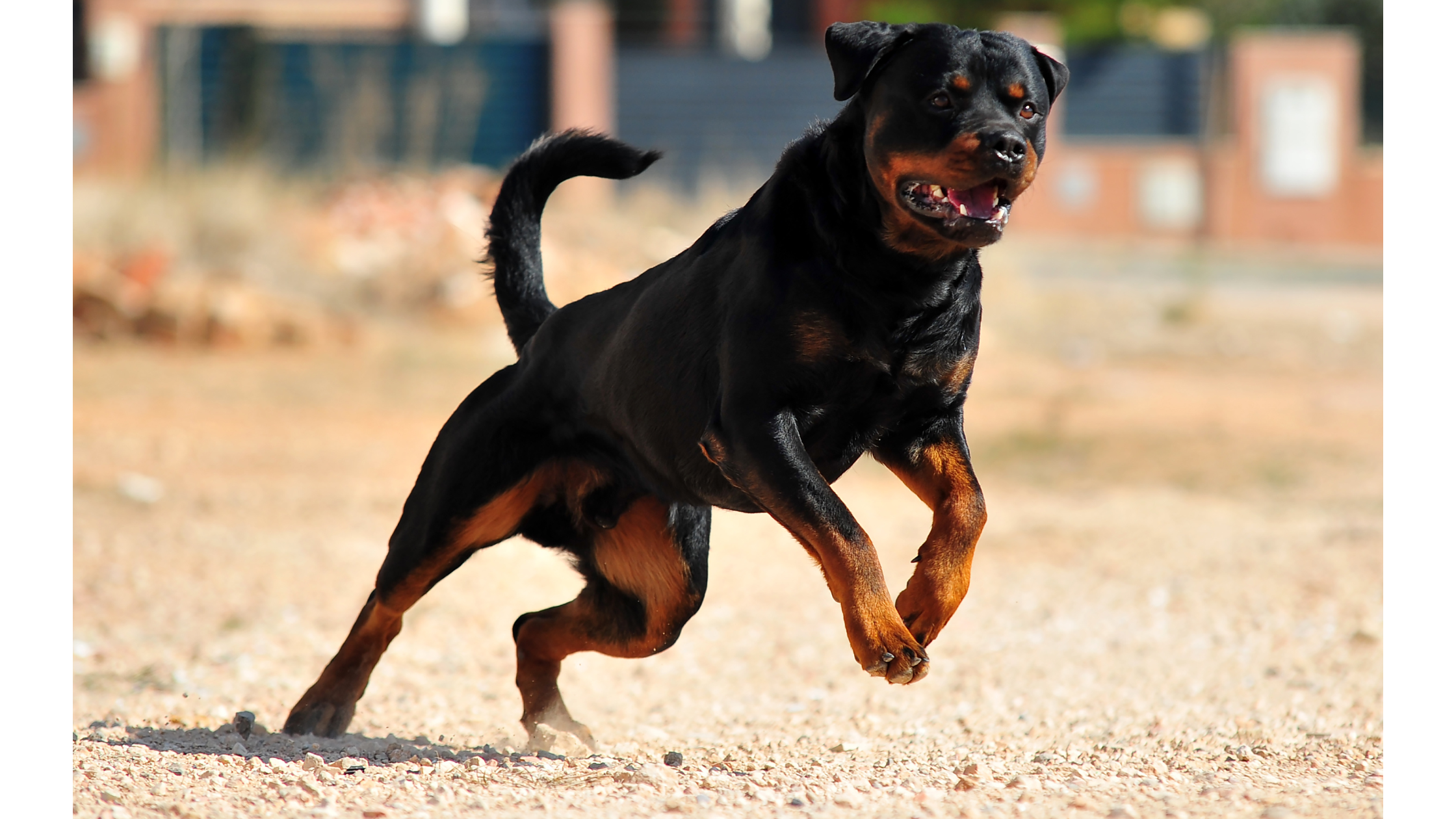 A lunging Rottweiler with an alert tail