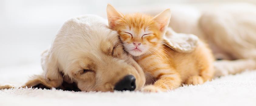 Your best friend needs the best protection. Create a safe space at home and puppy proof/kitten proof your home today.