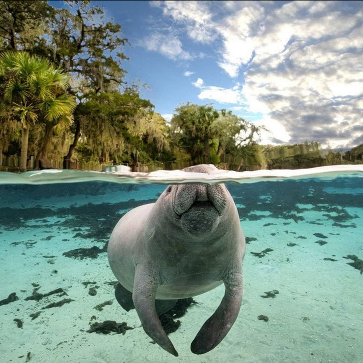 Manatee seen from a paddle board