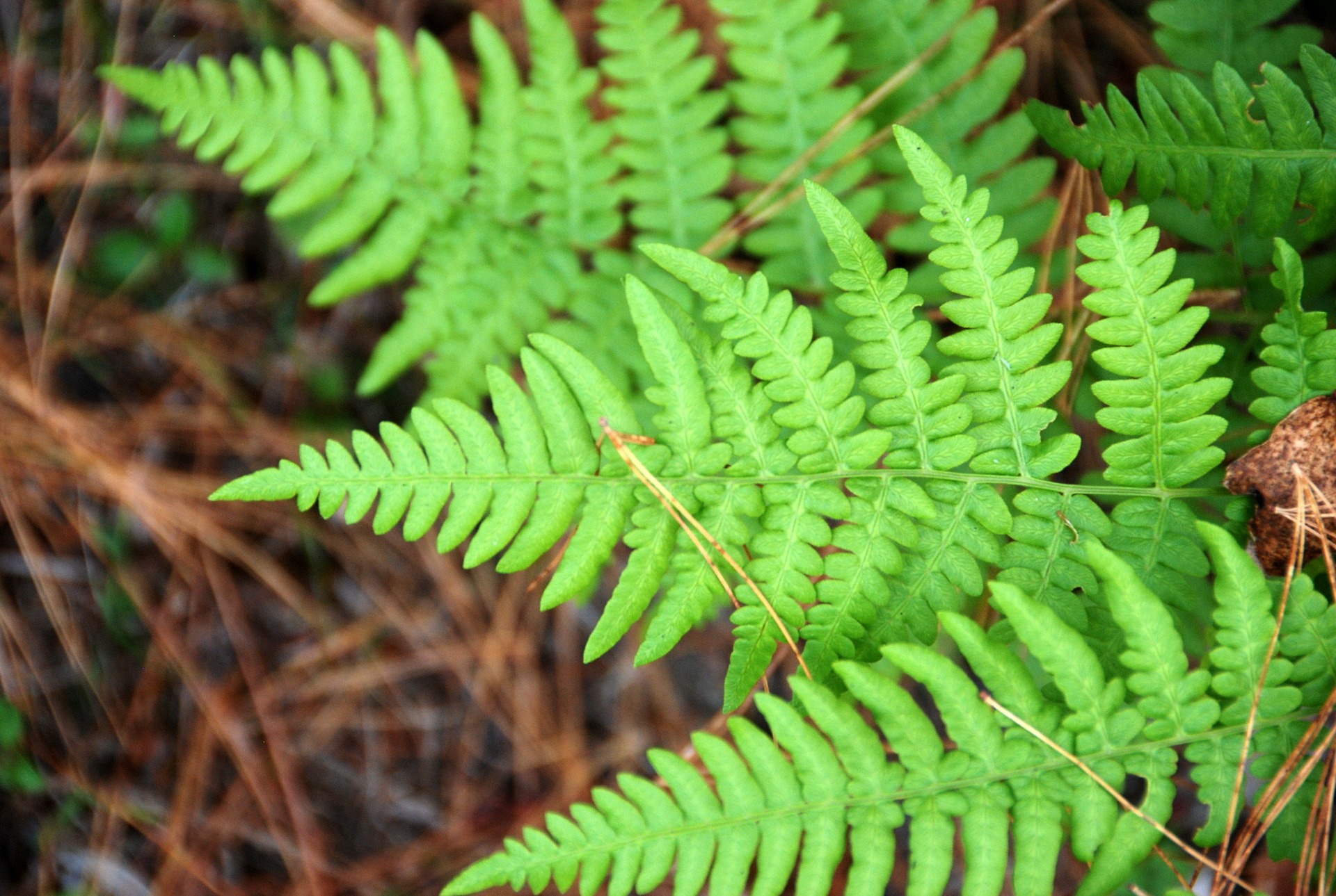 frond, plant, 
