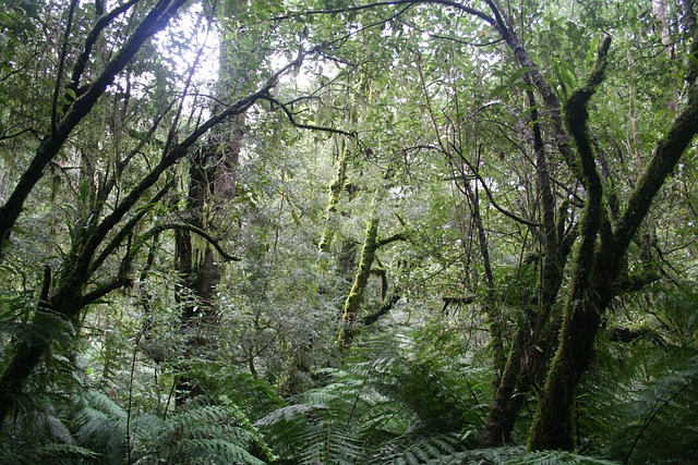 jungle, rainforest, national park