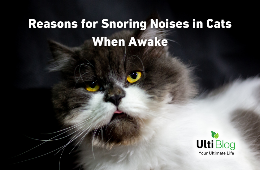 Reasons for Snoring Noises in Cats When Awake in a post about  Cat Snoring