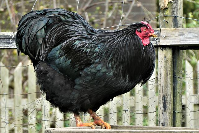 rooster, chicken, poultry, black Australorp