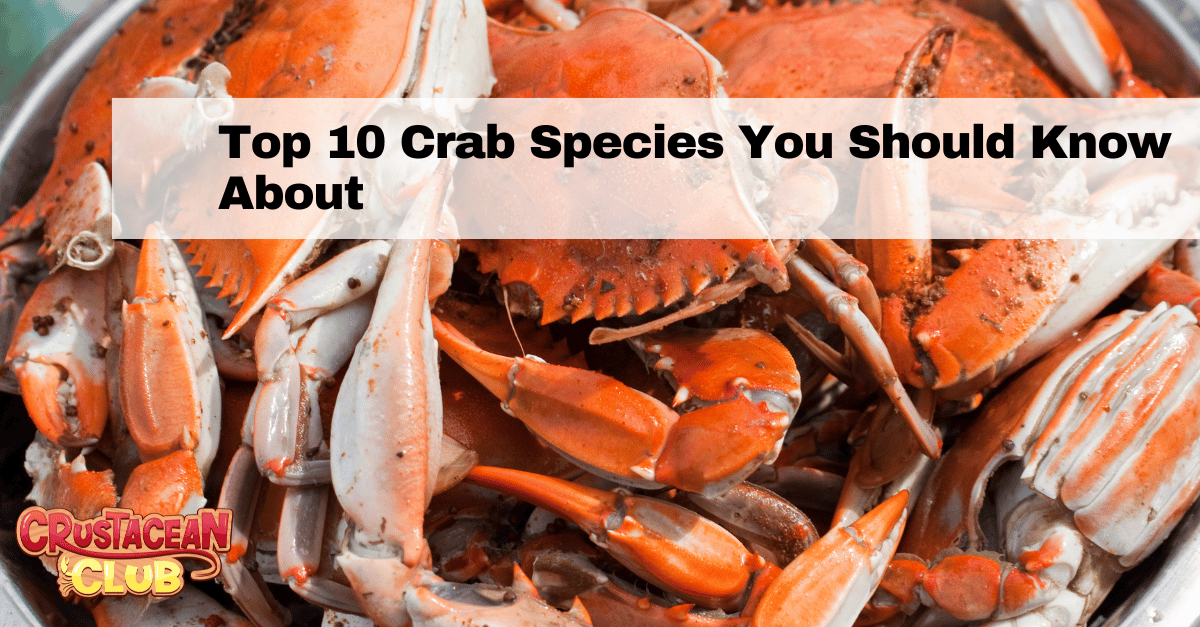 Tope 10 Crab Species You Should Know About 