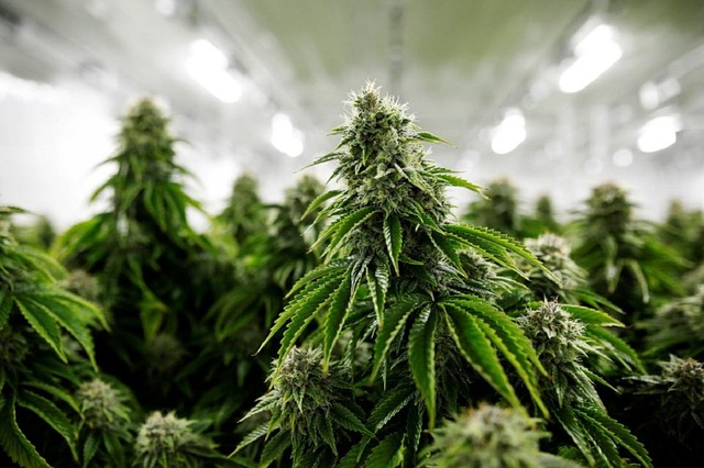 medical marijuana