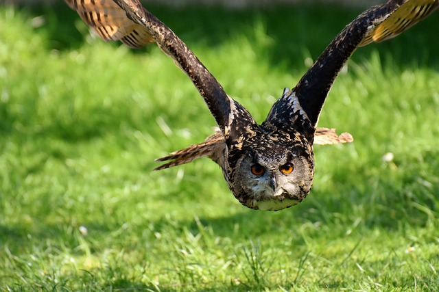 Fulvous Owl, birds that start with F