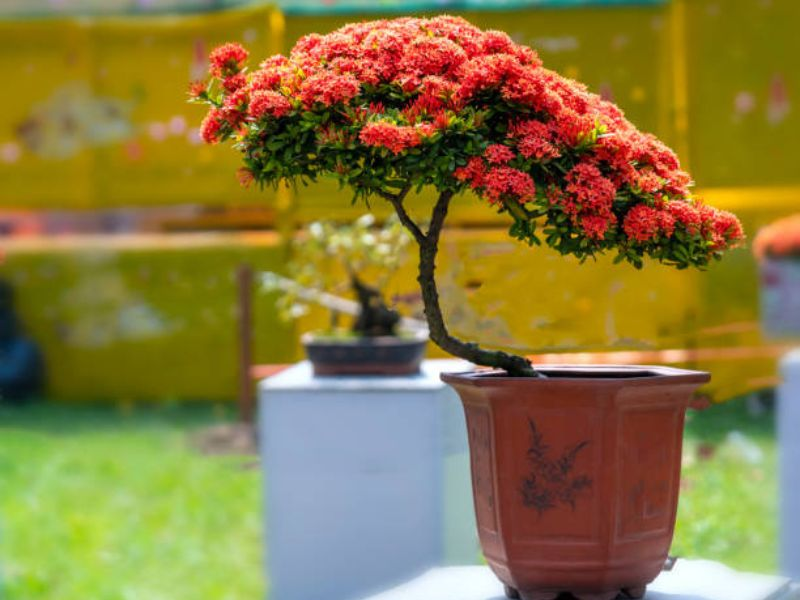 Jungle flame bonsai tree