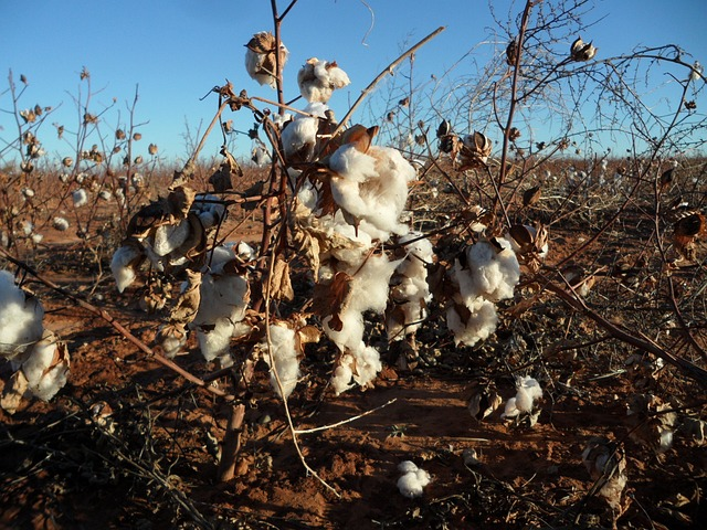 cotton, pods, nature