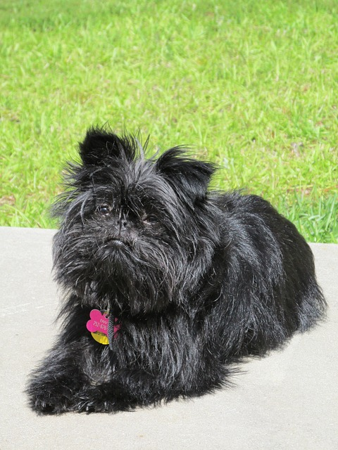 dog, affenpinscher, pet