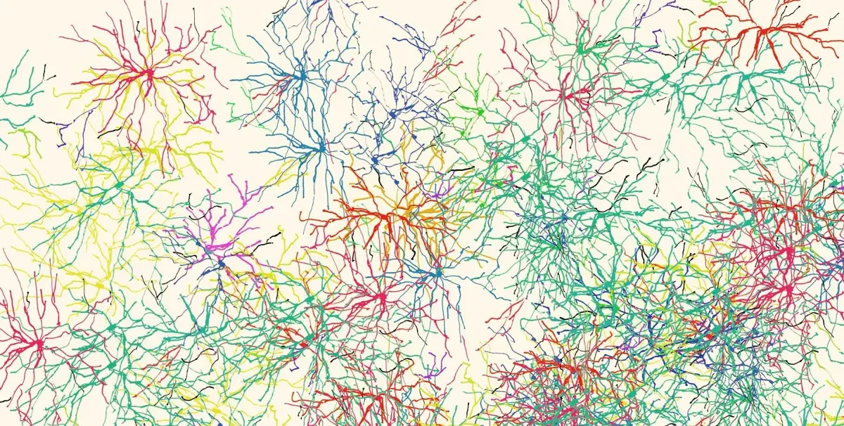 Gehirnzellen – Infografik – schematische Darstellung